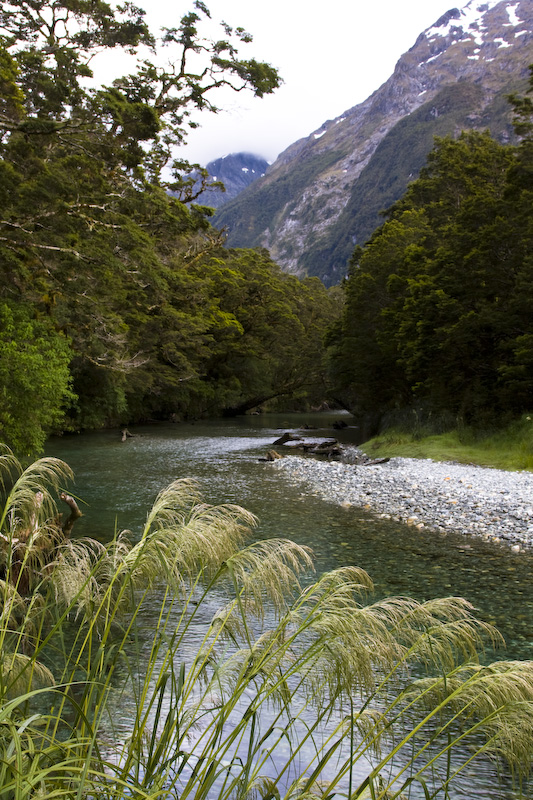 Grass Stalks Along Shore Of Clinton River